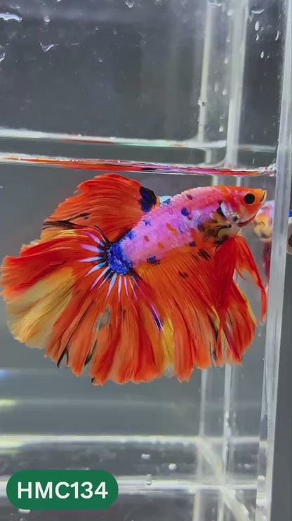 Multicolor Halfmoon Male Betta Fish | Order Directly From Farm | You Pick Fish