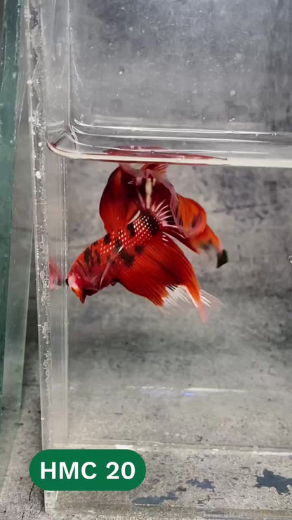 Multicolor Halfmoon Male Betta Fish | High Grade | Order Directly From Farm |  You Pick Fish |