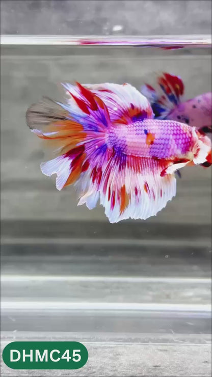 Multicolor Halfmoon Male Betta Fish | Order Directly From Farm | You Pick Fish