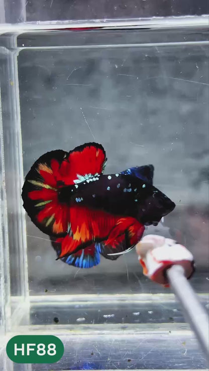 Dark Flame Hellfire Plakat Male Betta Fish | You Pick Fish | Exotic Betta