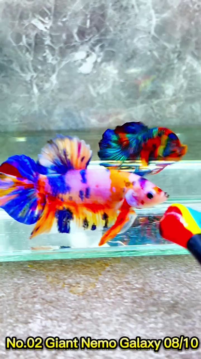 King Giant Plakat Male Betta Fish | You Pick Fish | High Grade