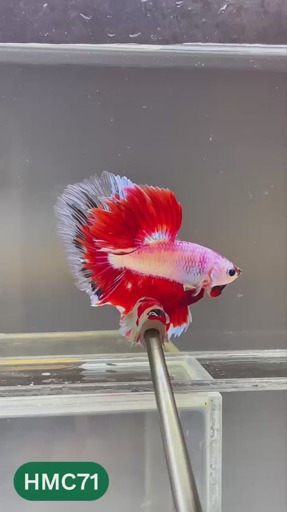 Multicolor Halfmoon Male Betta Fish | High Grade | Order Directly From Farm |  You Pick Fish |
