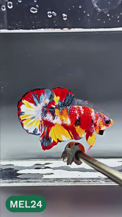 Multicolor Metallic Plakat Male Betta Fish | You Pick Fish | Exclusive Grade
