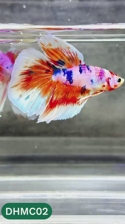 Multicolor Halfmoon Male Betta Fish | High Grade | Order Directly From Farm |  You Pick Fish |