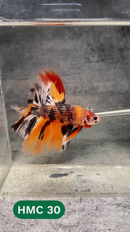 Multicolor Halfmoon Male Betta Fish | High Grade | Order Directly From Farm |  You Pick Fish |