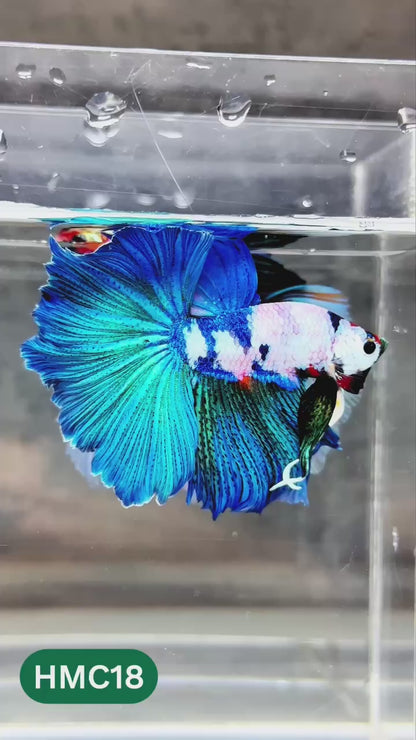 Nemo Halfmoon Male Betta Fish | Order Directly From Farm | You Pick Fish
