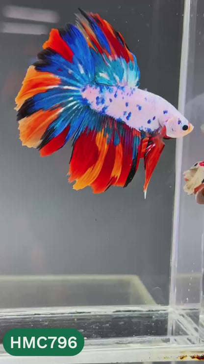 Nemo Halfmoon Male Betta Fish | Order Directly From Farm | You Pick Fish