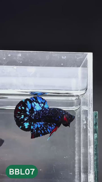 Black Star Nebula Plakat Male Betta | You Pick Betta | High Grade