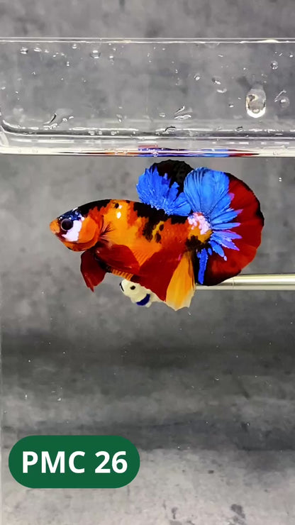 Multicolor Plakat Male Betta Fish |Show Grade|  You Pick Fish