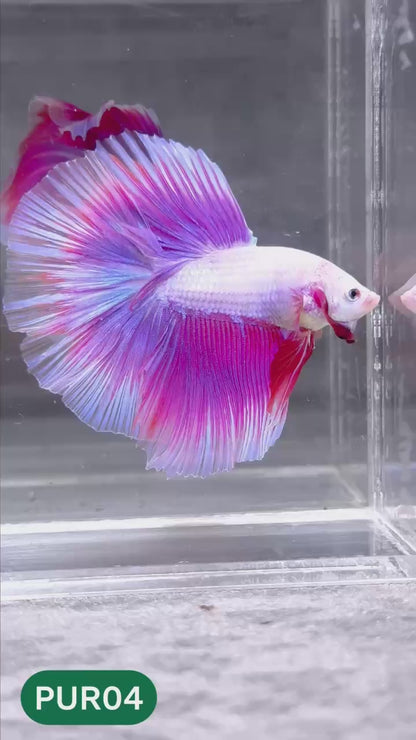 Purple Halfmoon Male Betta Fish | You Pick Fish | Order Directly From Farm