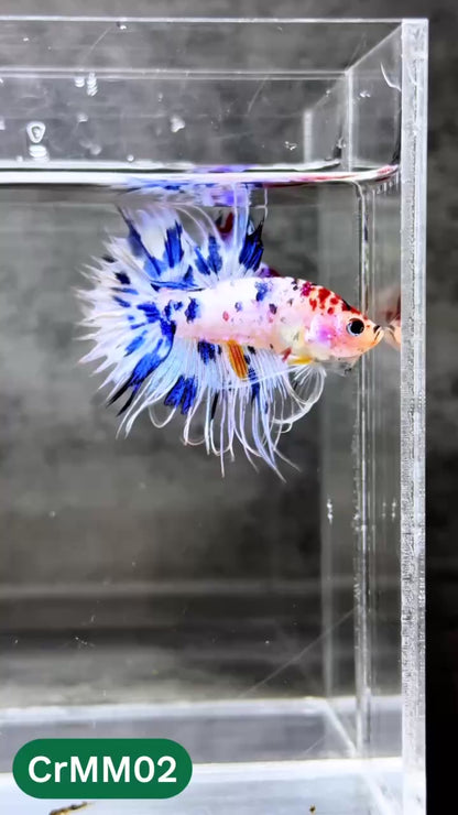 Crowntail Multicolor Male Betta Fish | High Grade | You Pick Fish |