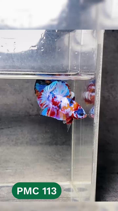 Multicolor Plakat Male Betta Fish |Show Grade|  You Pick Fish