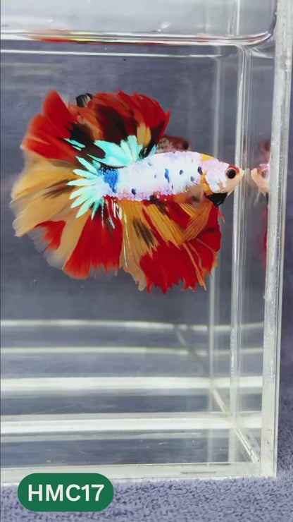 Multicolor Halfmoon Male Betta Fish | Order Directly From Farm | You Pick Fish