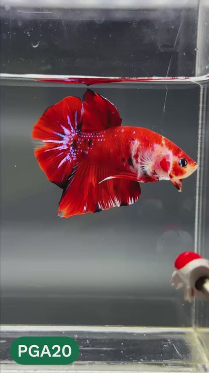 King Giant Plakat Male Betta Fish | You Pick Fish | High Grade