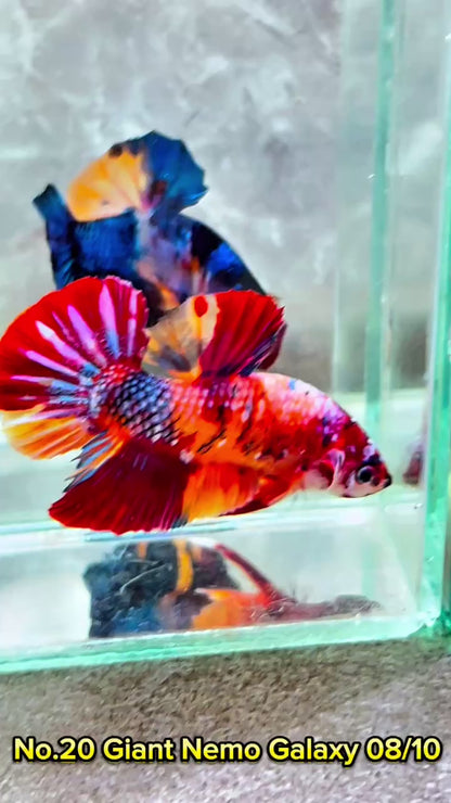 King Giant Plakat Male Betta Fish | You Pick Fish | High Grade