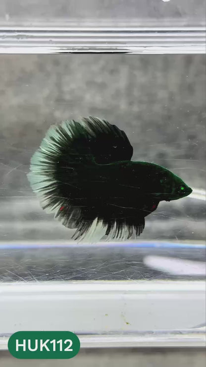Black Hulk Halfmoon Male Betta Fish | You Pick Fish