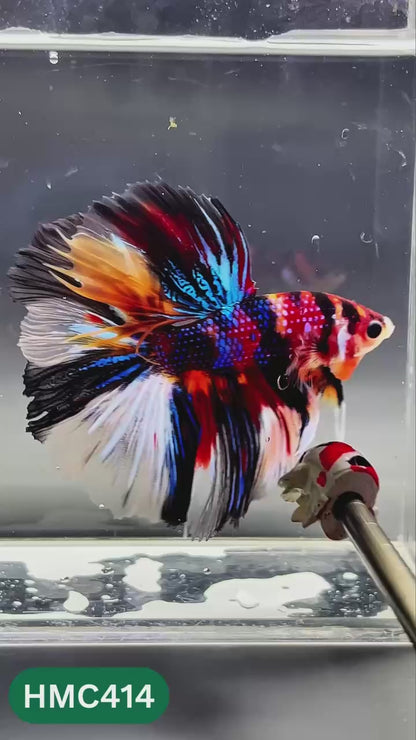 Nemo Halfmoon Male Betta Fish | Order Directly From Farm | You Pick Fish