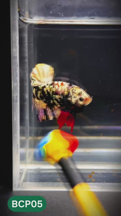 Black Panther Plakat Male Betta Fish | You Pick Fish | Rare Betta