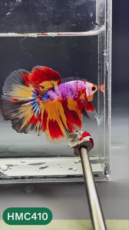 Nemo Halfmoon Male Betta Fish | Order Directly From Farm | You Pick Fish