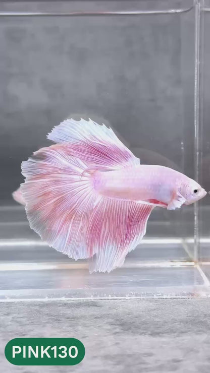 Pink Halfmoon Male Betta Fish | You Pick Fish | Order Directly From Farm