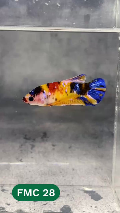 Multicolor Female Betta Fish | You Pick Fish | High Grade