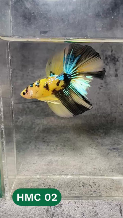 Multicolor Halfmoon Male Betta Fish | High Grade | Order Directly From Farm |  You Pick Fish |