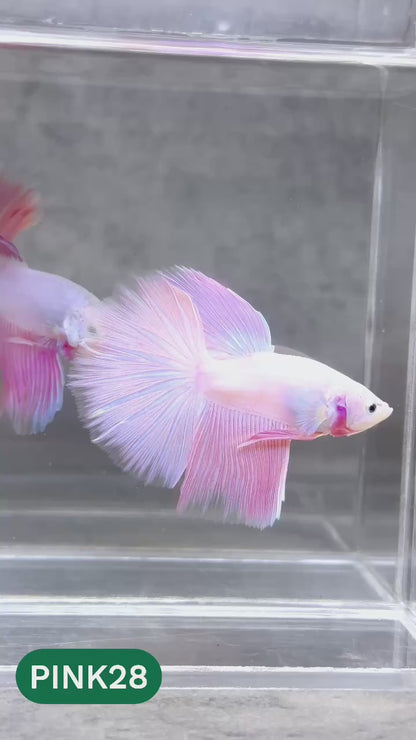 Pink Halfmoon Male Betta Fish | You Pick Fish | Order Directly From Farm