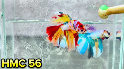 Multicolor Halfmoon Male Betta Fish | High Grade | Order Directly From Farm|  You Pick Fish |