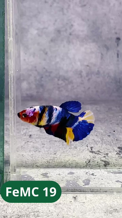 Multicolor Female Betta Fish | You Pick Fish | High Grade