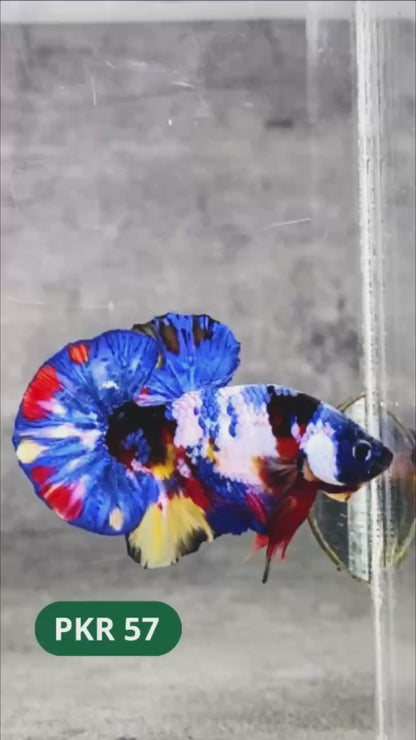 Multicolor Yellow Base Plakat Male Betta Fish | Order Directly From Farm |  You Pick Fish