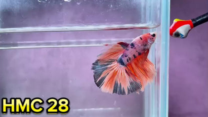 Multicolor Halfmoon Male Betta Fish | Order Directly From Farm | You Pick Fish