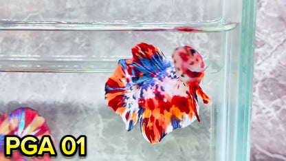 King Giant Plakat Male Betta Fish | You Pick Fish | High Grade