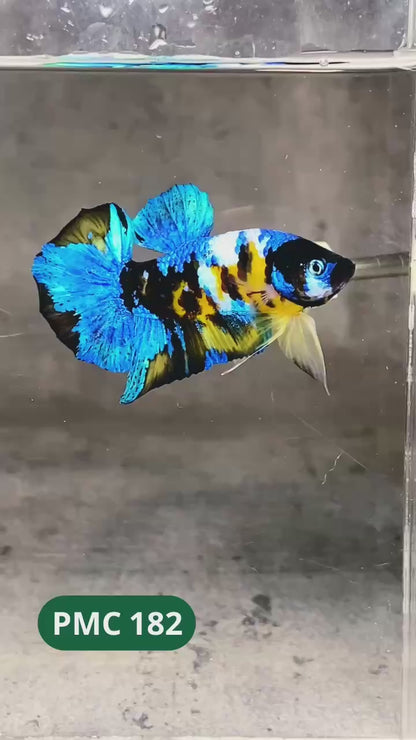 Multicolor Plakat Male Betta Fish |Show Grade|  You Pick Fish
