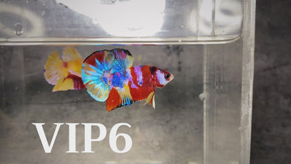 Multicolor Plakat Male Betta Fish |Show Grade|  You Pick Fish