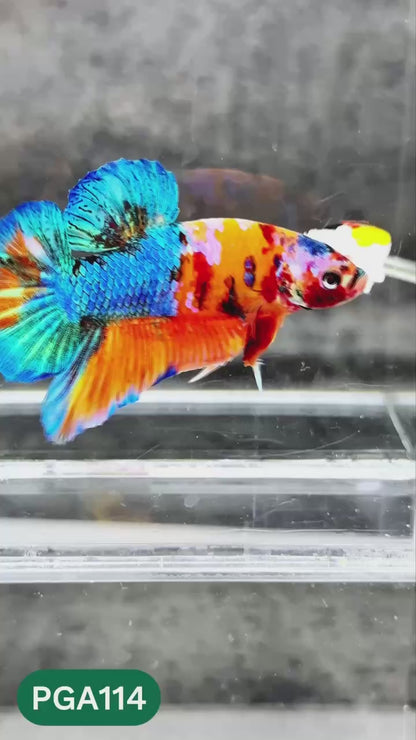 King Giant Plakat Male Betta Fish | You Pick Fish | High Grade