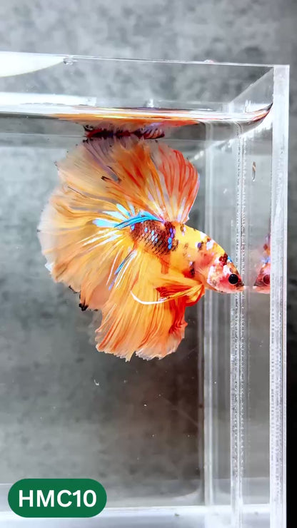 Multicolor Halfmoon Male Betta Fish | High Grade | Order Directly From Farm |  You Pick Fish |