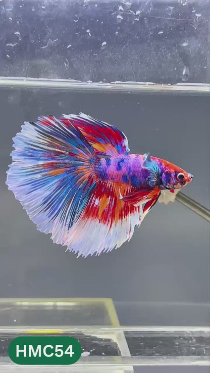 Multicolor Halfmoon Male Betta Fish | High Grade | Order Directly From Farm |  You Pick Fish |
