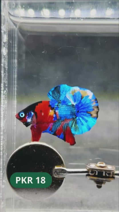 Multicolor Yellow Base Plakat Male Betta Fish | Order Directly From Farm |  You Pick Fish