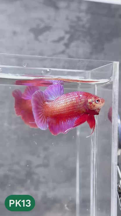 Pink Plakat Male Betta Fish | You Pick Fish | Rare Color