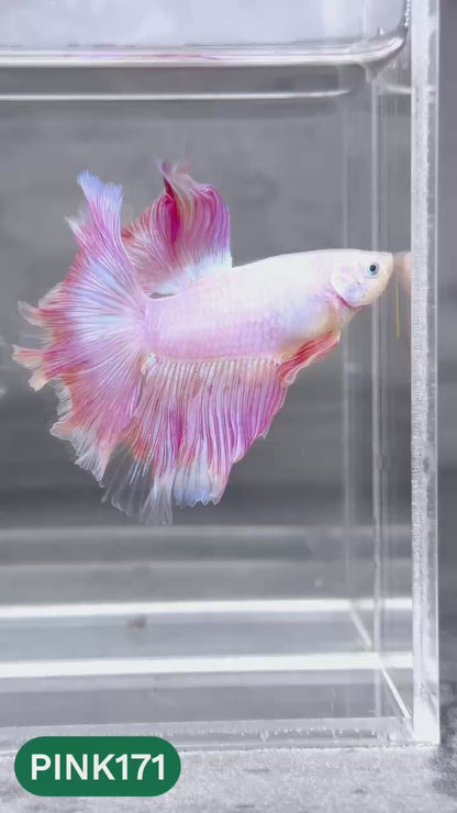 Pink Halfmoon Male Betta Fish | You Pick Fish | Order Directly From Farm