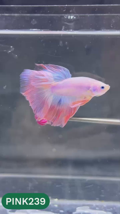Pink Halfmoon Male Betta Fish | You Pick Fish | Order Directly From Farm