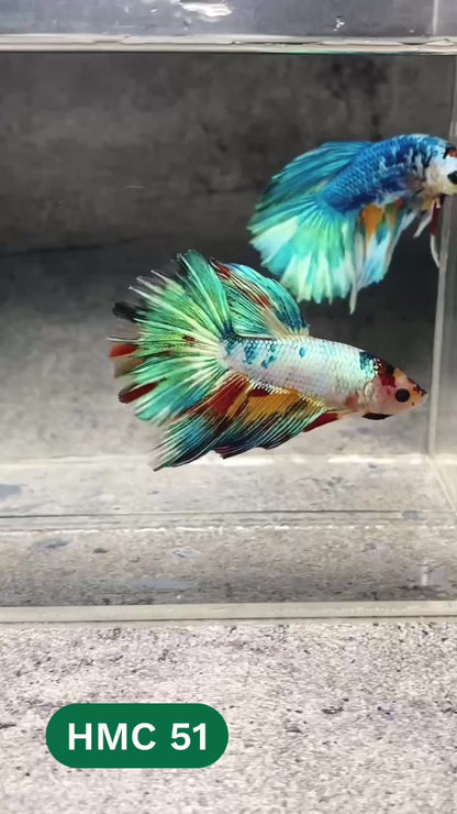 Multicolor Halfmoon Male Betta Fish | High Grade | Order Directly From Farm |  You Pick Fish |