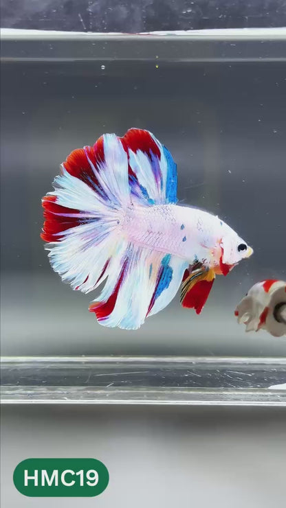 Multicolor Halfmoon Male Betta Fish | High Grade | Order Directly From Farm |  You Pick Fish |