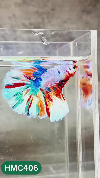 Multicolor Halfmoon Male Betta Fish | Order Directly From Farm | You Pick Fish