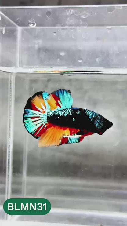 Dark Flame Hellfire Plakat Male Betta Fish | You Pick Fish | Rare Betta