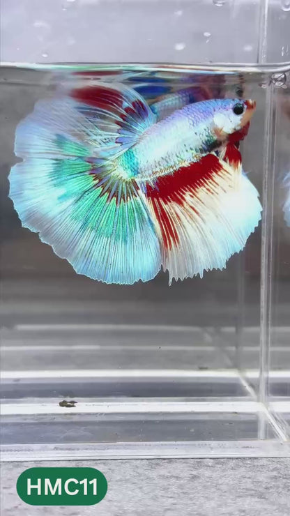 Multicolor Halfmoon Male Betta Fish | High Grade | Order Directly From Farm |  You Pick Fish |