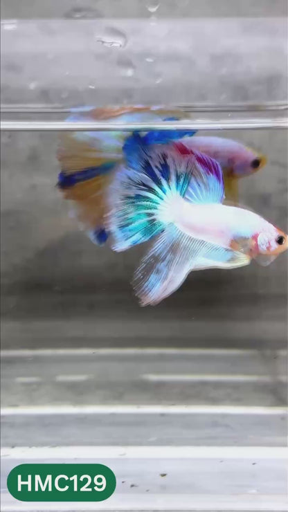 Multicolor Halfmoon Male Betta Fish | High Grade | Order Directly From Farm |  You Pick Fish |