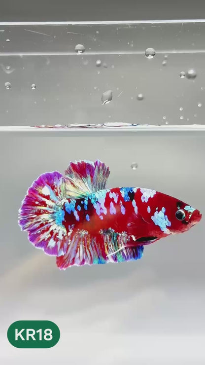 Golden Star Dust Galaxy Plakat Male Betta Fish | Super Rare | You Pick Fish
