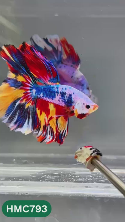 Nemo Halfmoon Male Betta Fish | Order Directly From Farm | You Pick Fish