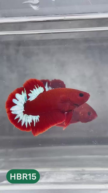 Hellboy Plakat Male Betta Fish | Order Directly From Farm | You Pick Fish
